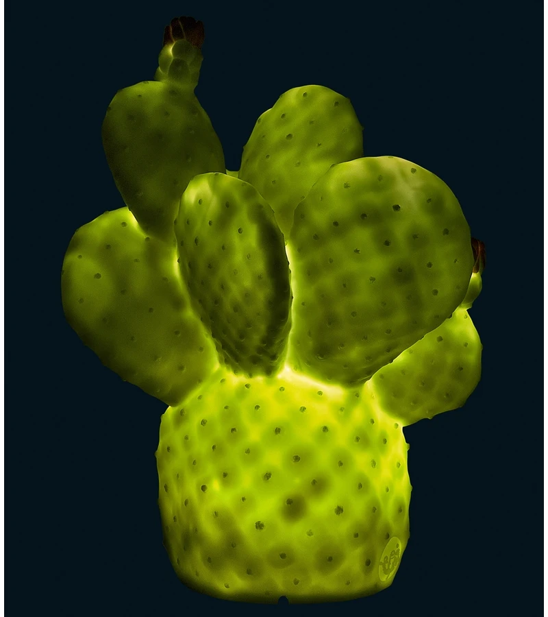 Goodnight Light Cactus Lamp - Pale Green 6 Goodnight Light Cactus Lamp - Pale Green - Image 4