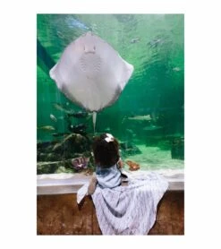 Little Unicorn Cotton Muslin Swaddle 3-Pack - Shark -Little Unicorn Store little unicorn cotton muslin swaddle 3 pack shark 274